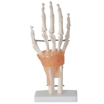 Анатомическая модель сустава человеческой руки со связками в натуральную величину 1:1 Прямая поставка учебных материалов по медицинским наукам