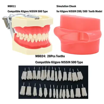 Сменные зубные протезы модели Typodont с ввинчивающимися зубами Kilgore NISSIN 500 Style M8011, имитирующие щеку